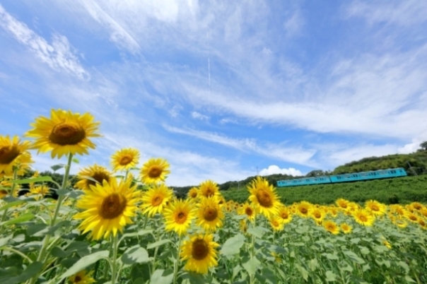 池袋コミュニティ カレッジ セブンカルチャーネットワーク