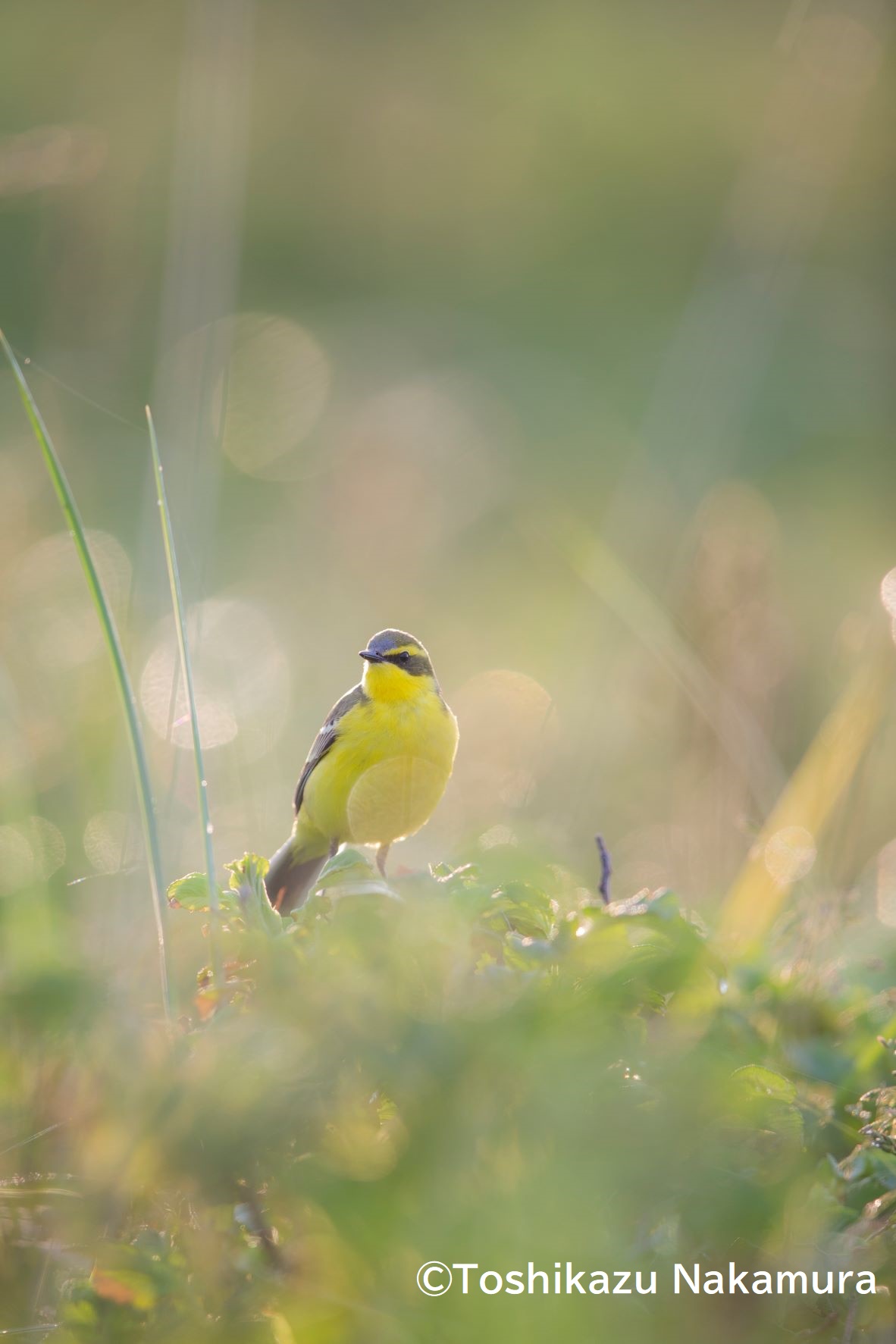 【アーカイブ配信】野鳥写真を楽しむ講座　BIRD CALL 写真展 解説トーク