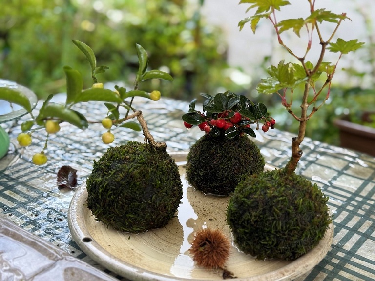 TACHIOKAYAの苔玉作り | 池袋コミュニティ・カレッジ