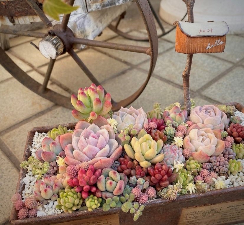 多肉植物の寄せ植え入門【水2】 | メゾンカルチャークラブ亀有