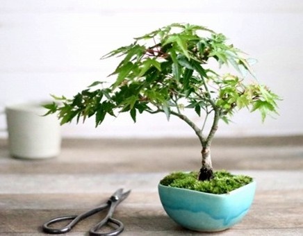 4/29(��)�@�V�΂��y���ރ��_���~��