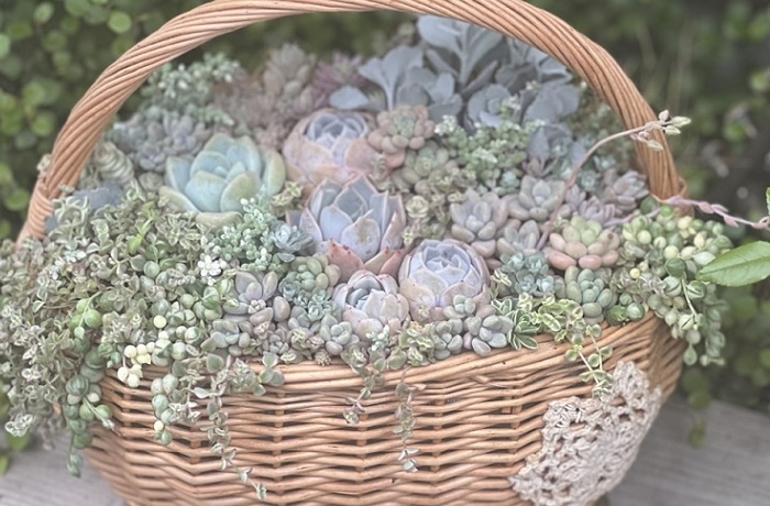 �����A���̊񂹐A��(�S1��)