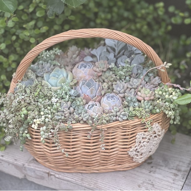 �����A���̊񂹐A��(�S1��)