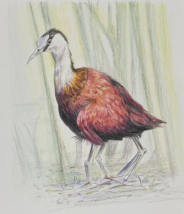 �₳�����F���M��2/3(��)�̌���