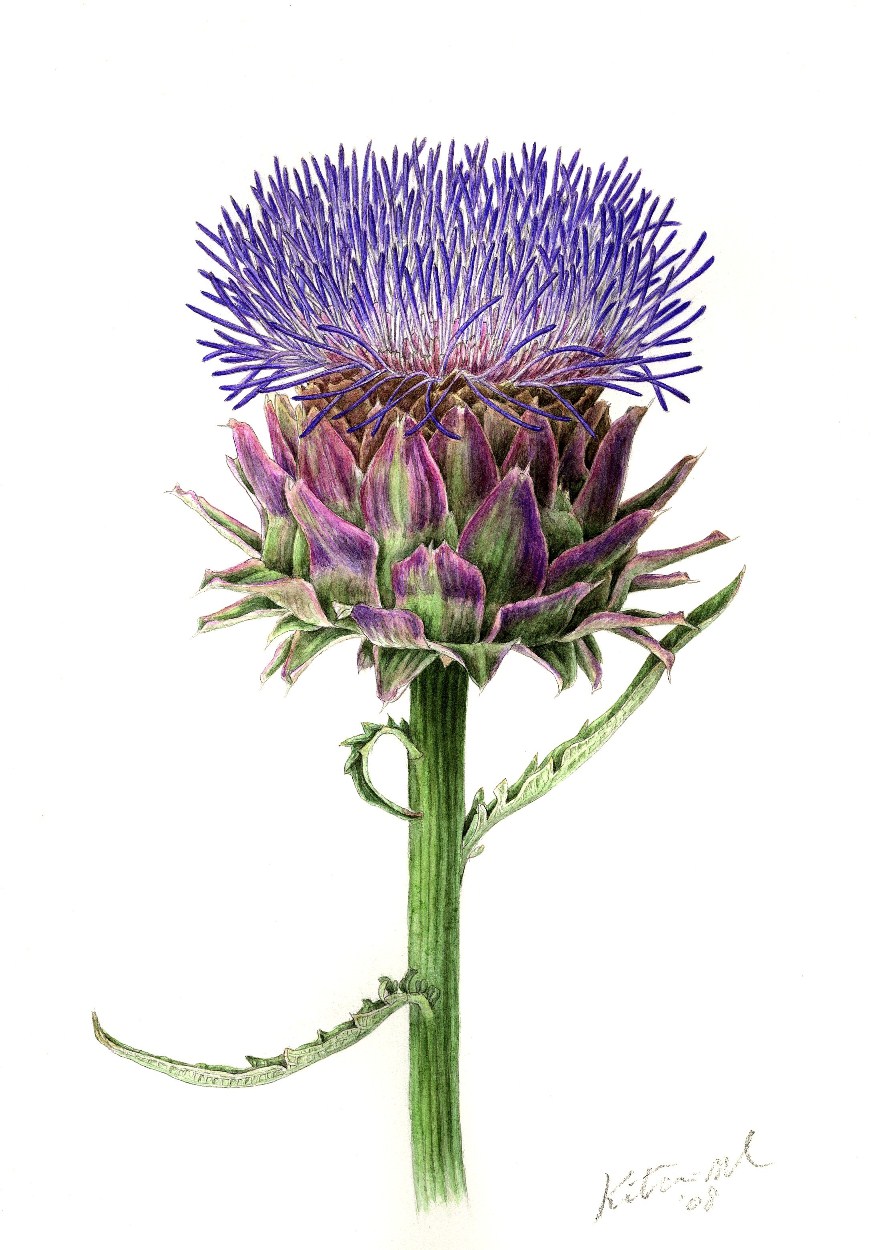 ボタニカルアート 火曜クラス セブンカルチャークラブ久喜