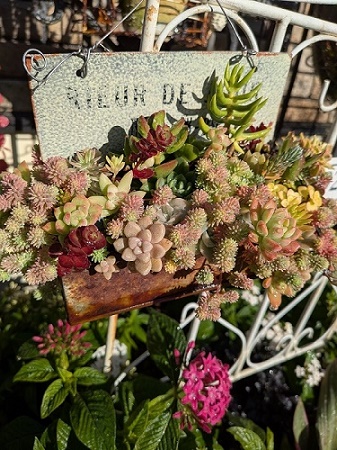 �i�`�������K�[�f�j���O�@�����A���R�[�X�i�S3��j