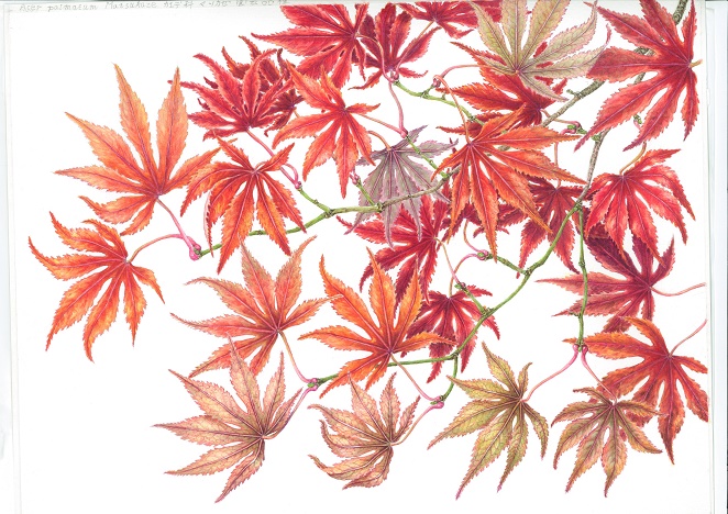 ボタニカルアート