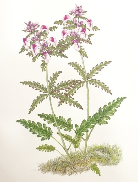 ボタニカルアート